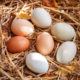 Oeuf-Circuit-court-alimentaire-Le-Comboire-Paysan